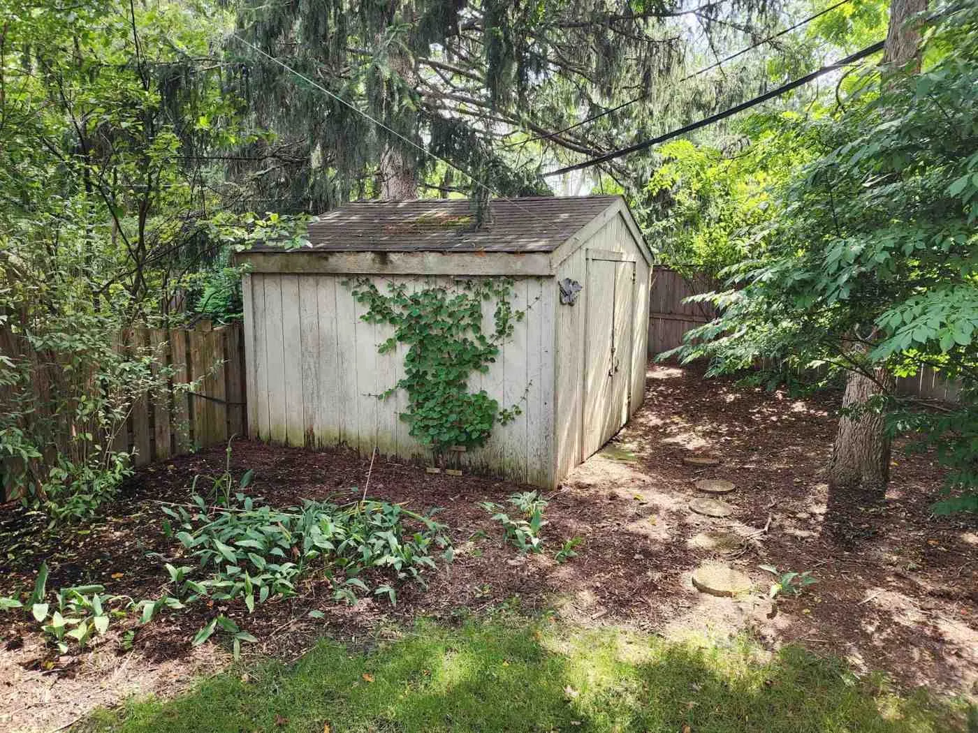 Old white wood shed with ivy climbing the side, sitting in a shaded backyard before shed removal